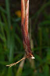 Hanging sedge